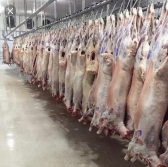 Купить Баранину В Ставропольском Крае